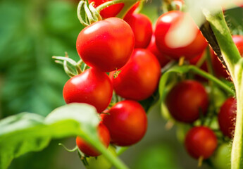 Ripe tomato plant growing in greenhouse. Fresh bunch of red natural tomatoes on a branch in organic vegetable garden. Blurry background and copy space for your advertising text message