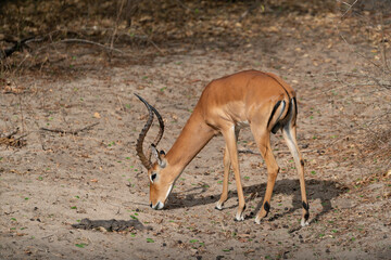 Impala antelope in Selous Game Reserve, Tanzania