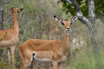 Naklejka na ściany i meble Impala antelope in Selous Game Reserve, Tanzania