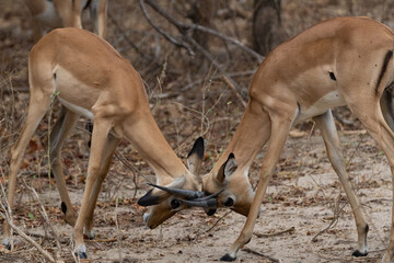 Impala antelope in Selous Game Reserve, Tanzania
