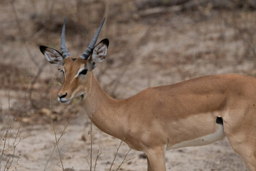Impala antelope in Selous Game Reserve, Tanzania