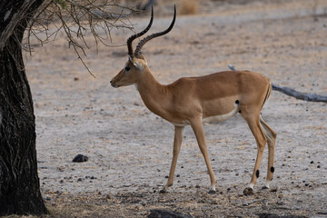 Impala antelope in Selous Game Reserve, Tanzania