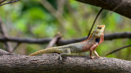 Garden Lizard (Calotes versicolor) searching food in jungle