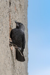 The western jackdaw perched on nest (Coloeus monedula)