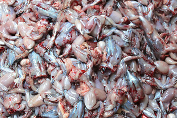 2 Fresh carcasses of refreshed frogs