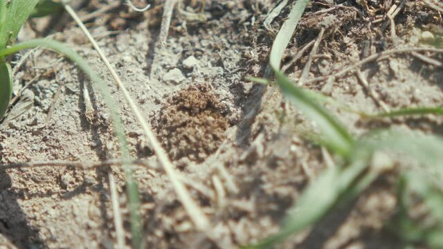 Worker bee tunnels into fine soil removing sand