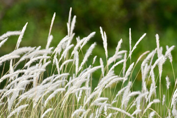 white grass background