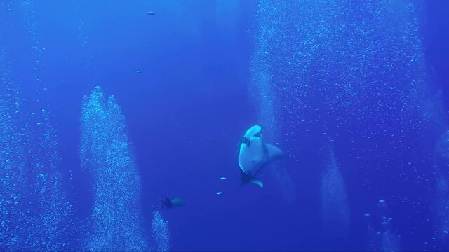 underwater wide shot of a Manta Ray playing between bubble trails in the blue ocean