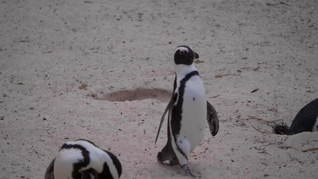 Penguin walking along the beach through penguin colony in slow motion druing summer in South Africa.
