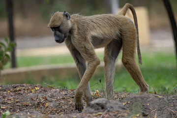 Yellow baboon in Selous Game Reserve, Tanzania