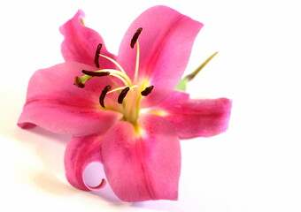 Fototapeta na wymiar Pink lily on a white background. Big beautiful flower.