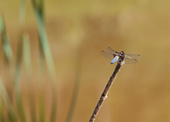 Close up of a broad-bodied chaser, libellula depressa resting on a reed