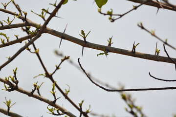 branches of a tree
