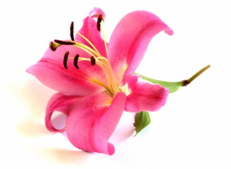 Naklejka na ściany i meble Pink lily on a white background. Big beautiful flower.