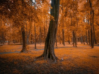 autumn forest in golden tones. fall colors in the wood