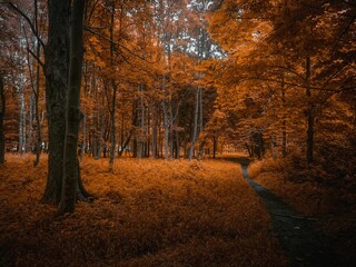 Colorful autumn forest in orange tones in the morning