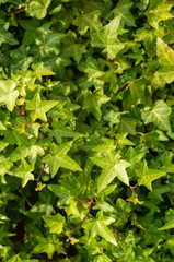 Tropical leaves, abstract green leaves texture, nature background. Panorama with leaves. Decorative wall with green leaves. Green leaves pattern background, Natural background and wallpaper.