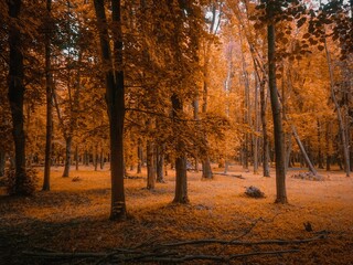 atmospheric autumn forest in orange tones in the morning