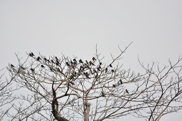 flock of bird on the tree without leave 