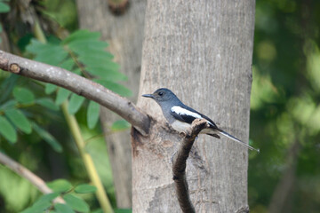 black bird on a tree branch