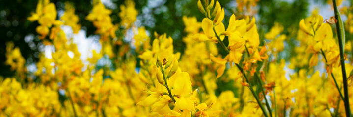  Background from yellow acacia flowers. The background is partially defocused. Banner. Natural backgrounds.