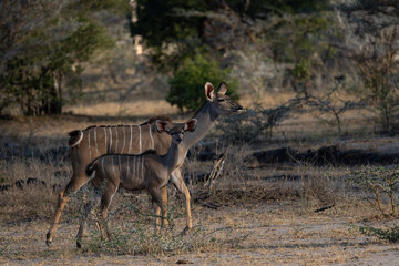 Naklejka na ściany i meble Kudu antelope in Selous Game Reserve, Tanzania