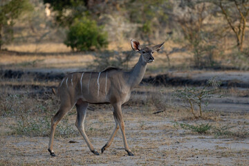 Obraz na płótnie Canvas Kudu antelope in Selous Game Reserve, Tanzania