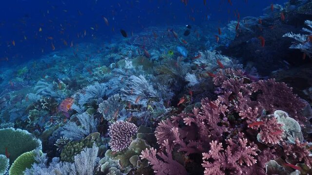 A Hard coral reef colony and fish fauna filmed in Komodo National Park