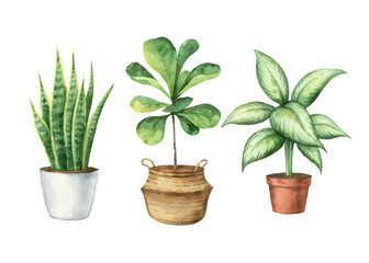 Watercolor vector set with home plants in ceramic pots.