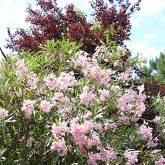 Obraz premium pink and white flowers