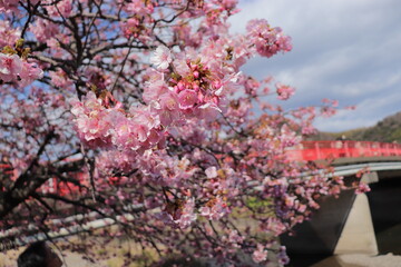 河津桜
