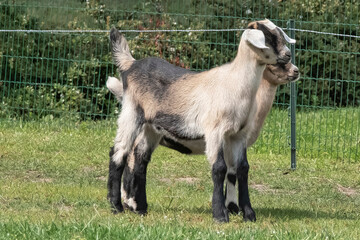 Two brown horned, white baby goat kids, standing on the spring grass