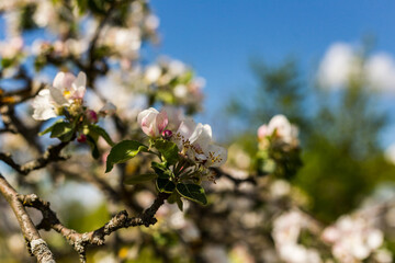 kwiat, jary, kwiat, drzew, charakter, kwiat, biała, roślin, jabłek, kwiat, jardin, zieleń, galąz, roz, kwitnienie, czereśnia, beuty, feuille, flora, kwiatowy, lato, piękne, makro, pora roku, wiosna, l © OndaTravel