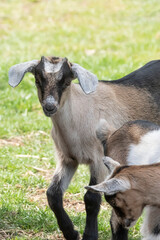 One brown, white, black horned, baby goat kid, standing on the spring grass, head shot