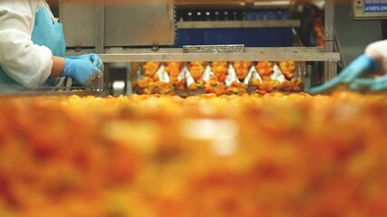 Apricot dry fruit segregation/selection at factory manually