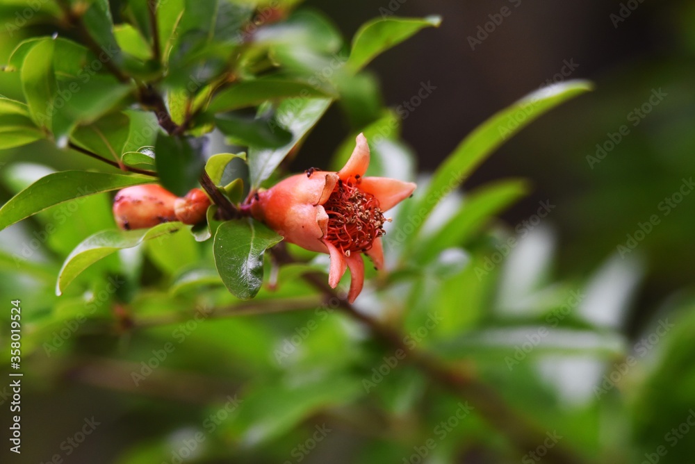 Poster Pomegranates bloom bright red flowers in early summer, and sweet and sour, vitamin C-rich fruits ripen in autumn.