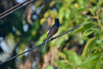 black bird on a branch