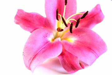 Pink lily on a white background. Big beautiful flower.