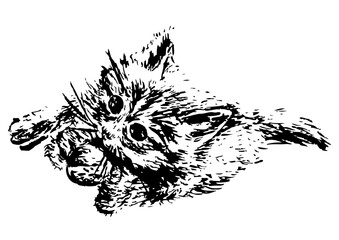A vector illustration of playful kitten. Hand drawn image with a chalk. Black and White.