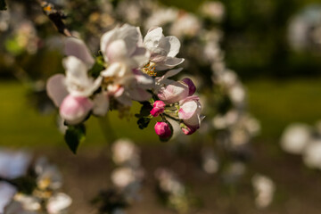 kwiat, jary, kwiat, drzew, charakter, kwiat, biała, roślin, jabłek, kwiat, jardin, zieleń, galąz, roz, kwitnienie, czereśnia, beuty, feuille, flora, kwiatowy, lato, piękne, makro, pora roku, wiosna, l © OndaTravel