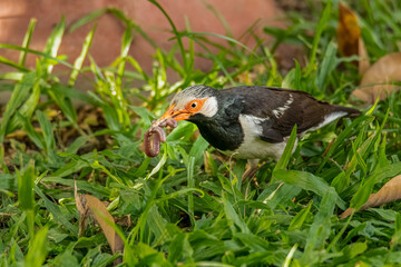 Asian Pied Myna with earthworm in its beak