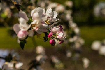 kwiat, jary, kwiat, drzew, charakter, kwiat, biała, roślin, jabłek, kwiat, jardin, zieleń, galąz, roz, kwitnienie, czereśnia, beuty, feuille, flora, kwiatowy, lato, piękne, makro, pora roku, wiosna, l © OndaTravel
