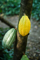 cabosses de cacao sur leur arbre en Guadeloupe dans les Antilles françaises.