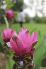 Siam Tulip or Shampoo Ginger closeup in the garden.