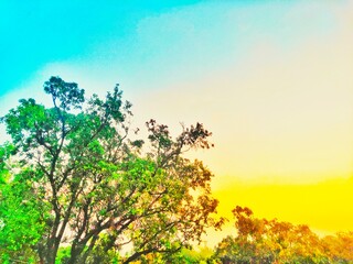 Beauty of nature.Blue sky,sunset,sunrise,trees.