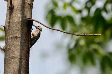 Obraz premium bird on a branch
