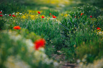 Beautiful spring meadow, red poppy flowers, white chamomile flower and yellow meadow buttercup
