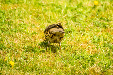 Kestrel catching worms on a lawn in County Donegal - Ireland.