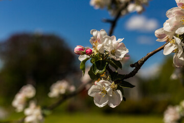 kwiat, jary, kwiat, drzew, charakter, kwiat, biała, roślin, jabłek, kwiat, jardin, zieleń, galąz, roz, kwitnienie, czereśnia, beuty, feuille, flora, kwiatowy, lato, piękne, makro, pora roku, wiosna, l © OndaTravel