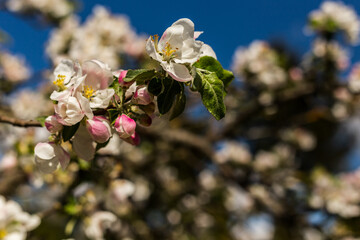 kwiat, jary, kwiat, drzew, charakter, kwiat, biała, roślin, jabłek, kwiat, jardin, zieleń, galąz, roz, kwitnienie, czereśnia, beuty, feuille, flora, kwiatowy, lato, piękne, makro, pora roku, wiosna, l © OndaTravel